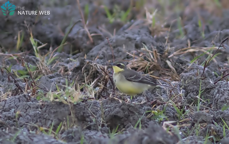 Eastern Yellow Wagtail